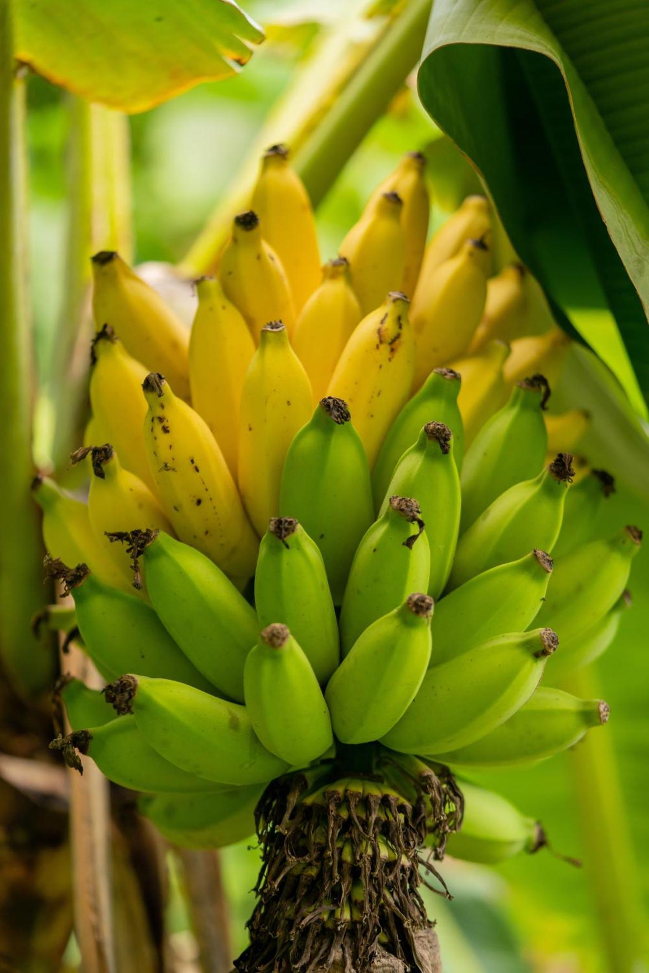 Jungle Haven Ocean Front Eco Villa On Fruit Farm Pahoa Exterior photo